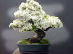 White Cherry Blossom Bonsai Tree Seeds: Japanese Sakura Flowering Perennial, Frost Hardy, Easy to Grow