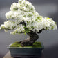 Japanese White Cherry Blossom Bonsai Tree seeds, Sakura gifts for him her mom dad teacher birthday gardening flowering perennial