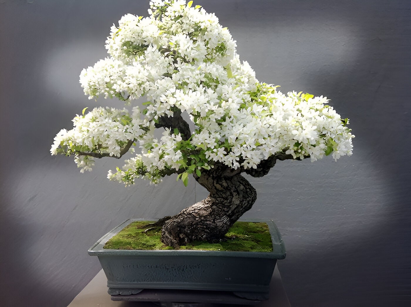 Japanese White Cherry Blossom Bonsai Tree seeds, Sakura gifts for him her mom dad teacher birthday gardening flowering perennial