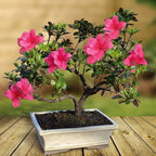 Pink Azalea Bonsai Tree seeds, home decor gift for him her mom dad teacher organic gardening DIY birthday flowering house plants easy care