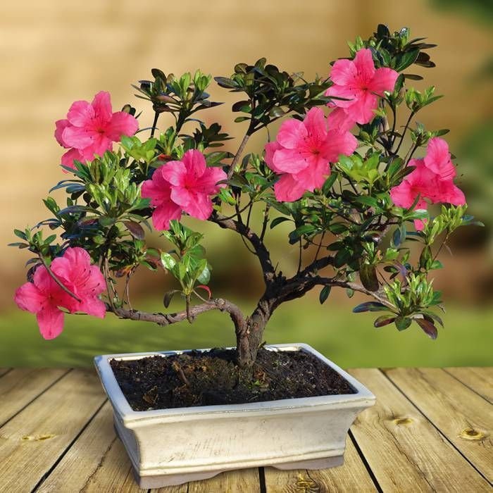 Pink Azalea Bonsai Tree seeds, home decor gift for him her mom dad teacher organic gardening DIY birthday flowering house plants easy care