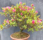 Pink Azalea Bonsai Tree seeds, home decor gift for him her mom dad teacher organic gardening DIY birthday flowering house plants easy care