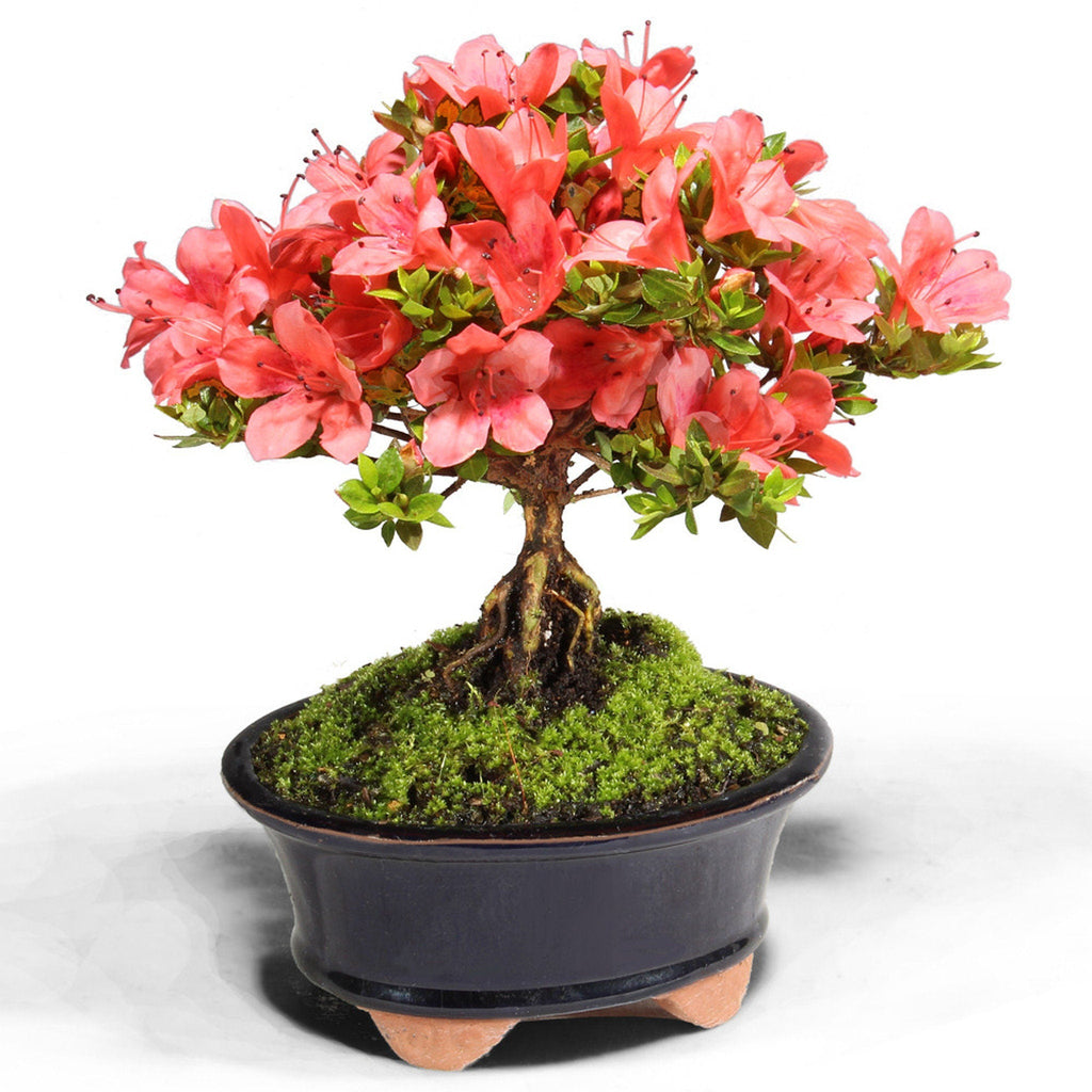 Pink Azalea Bonsai Tree seeds, home decor gift for him her mom dad teacher organic gardening DIY birthday flowering house plants easy care