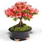 Pink Azalea Bonsai Tree seeds, home decor gift for him her mom dad teacher organic gardening DIY birthday flowering house plants easy care