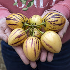 Pepino Melon Pear Seeds: Organic Gardening, Fruit & Vegetables, Superfood, Easy to Grow