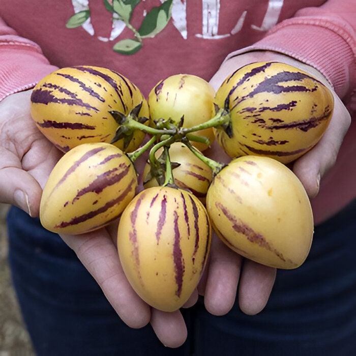 Pepino Melon Pear Seeds: Organic Gardening, Fruit & Vegetables, Superfood, Easy to Grow