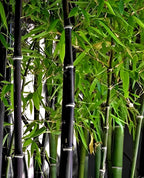 Black Bamboo Seeds: Indoor & Outdoor use, Easy to Grow, with Simple Instructions