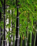 Black Bamboo Seeds: Home Decor Gardening, Phyllostachys Nigra