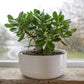 Jade Plant seeds, crassula money plant gift for him her mom dad teacher home decor evergreen flowering house plants DIY gardening succulents