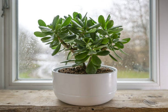 Jade Plant seeds, crassula money plant gift for him her mom dad teacher home decor evergreen flowering house plants DIY gardening succulents