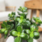 Jade Plant seeds, crassula money plant gift for him her mom dad teacher home decor evergreen flowering house plants DIY gardening succulents