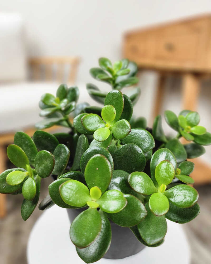 Jade Plant seeds, crassula money plant gift for him her mom dad teacher home decor evergreen flowering house plants DIY gardening succulents