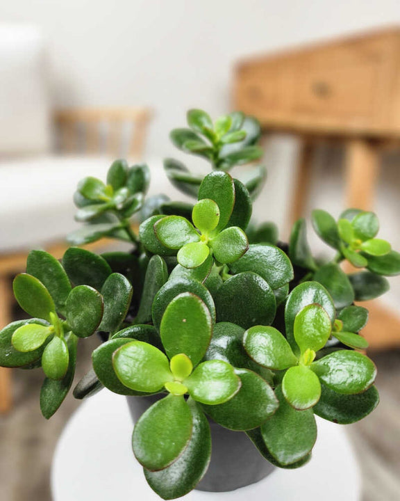 Jade Plant seeds, crassula money plant gift for him her mom dad teacher home decor evergreen flowering house plants DIY gardening succulents