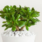 Jade Plant seeds, crassula money plant gift for him her mom dad teacher home decor evergreen flowering house plants DIY gardening succulents