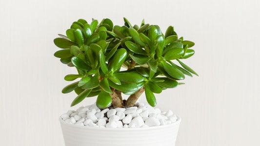 Jade Plant seeds, crassula money plant gift for him her mom dad teacher home decor evergreen flowering house plants DIY gardening succulents