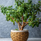 Jade Plant seeds, crassula money plant gift for him her mom dad teacher home decor evergreen flowering house plants DIY gardening succulents