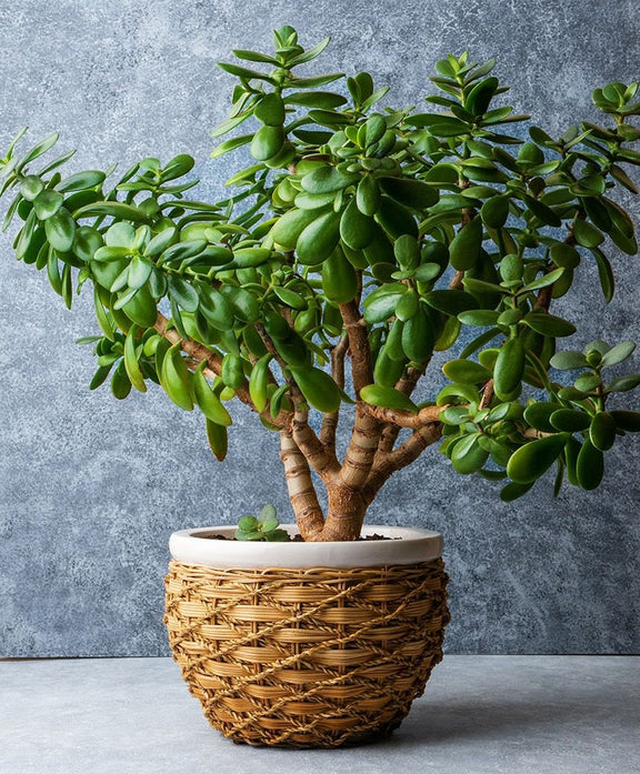 Jade Plant seeds, crassula money plant gift for him her mom dad teacher home decor evergreen flowering house plants DIY gardening succulents