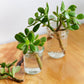 Jade Plant seeds, crassula money plant gift for him her mom dad teacher home decor evergreen flowering house plants DIY gardening succulents