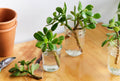 Jade Plant seeds, crassula money plant gift for him her mom dad teacher home decor evergreen flowering house plants DIY gardening succulents