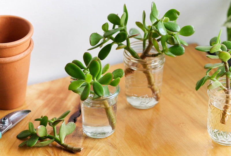 Jade Plant seeds, crassula money plant gift for him her mom dad teacher home decor evergreen flowering house plants DIY gardening succulents