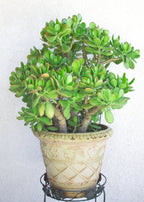 Jade Plant seeds, crassula money plant gift for him her mom dad teacher home decor evergreen flowering house plants DIY gardening succulents
