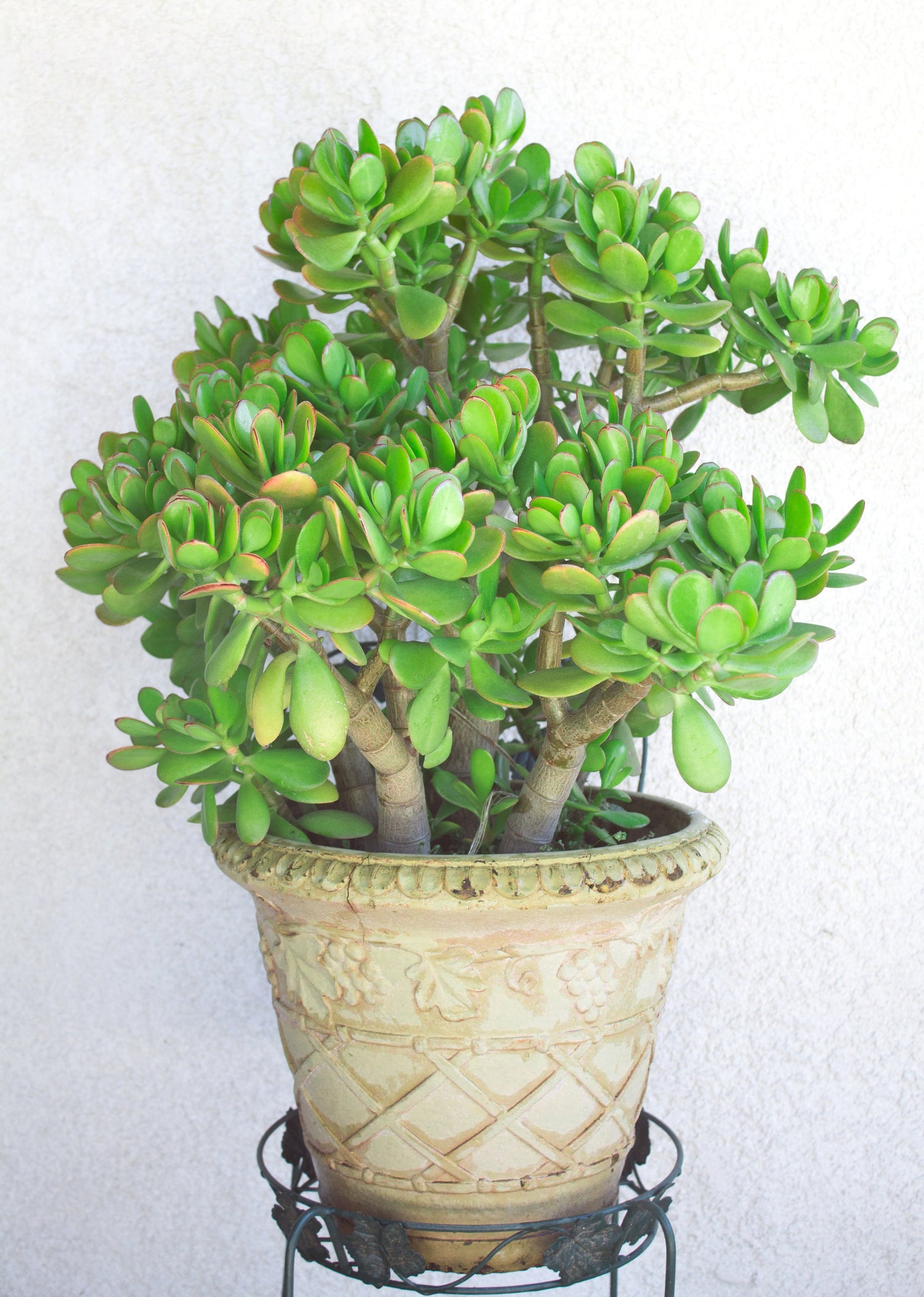 Jade Plant seeds, crassula money plant gift for him her mom dad teacher home decor evergreen flowering house plants DIY gardening succulents