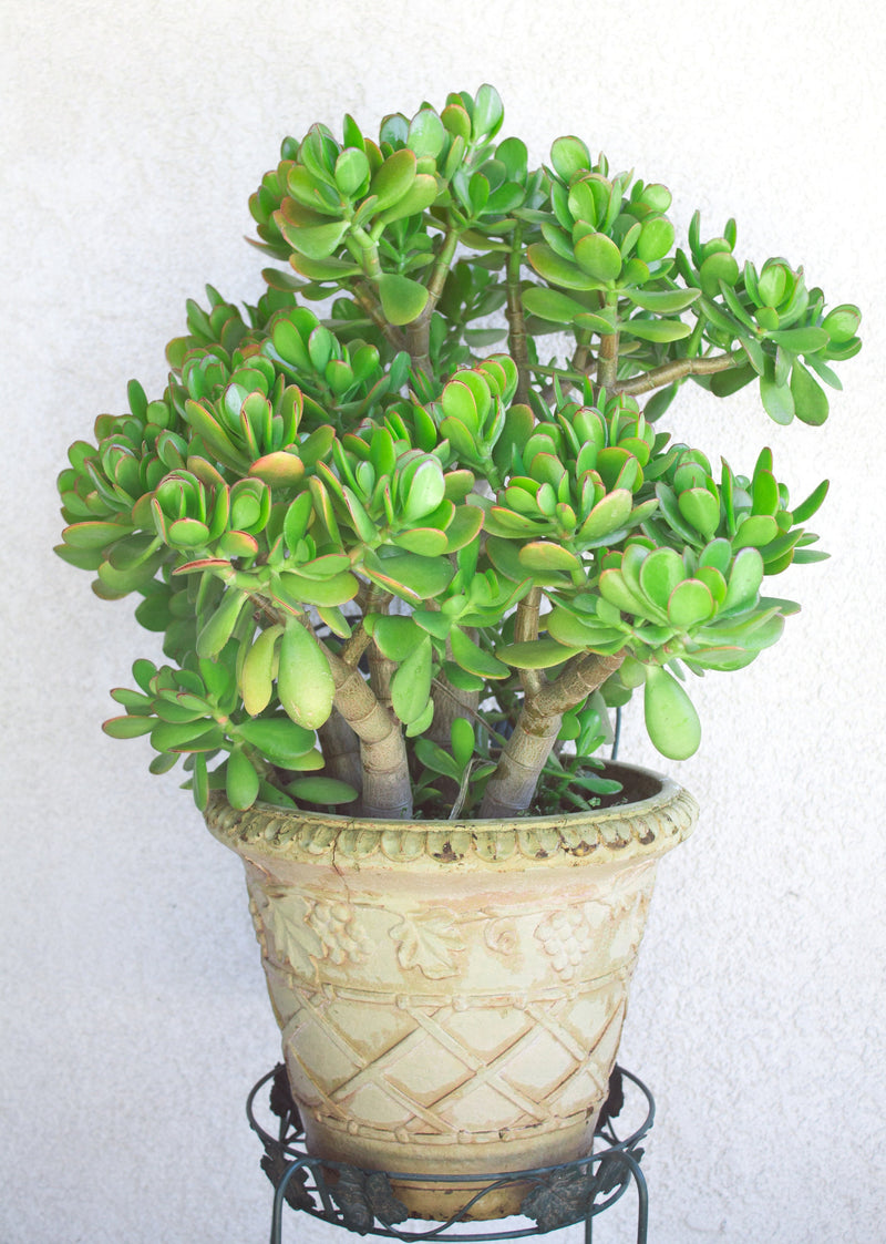 Jade Plant seeds, crassula money plant gift for him her mom dad teacher home decor evergreen flowering house plants DIY gardening succulents