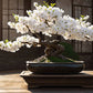 Japanese White Cherry Blossom Bonsai Tree seeds, Sakura gifts for him her mom dad teacher birthday gardening flowering perennial