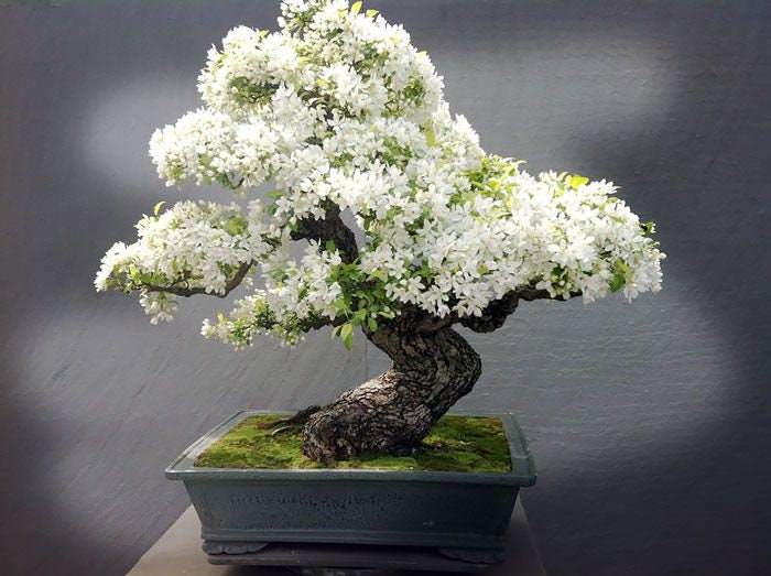 Japanese White Cherry Blossom Bonsai Tree seeds Sakura home decor best gifts for him her mom dad teacher graduation DIY house plant birthday