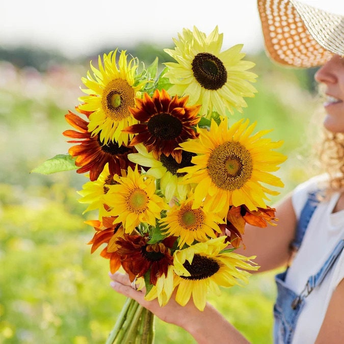 Beautiful Sunflower mix seeds, best gift for him her mom dad, indoor & outdoor home decor birthday teacher gifts DIY flowering plant organic