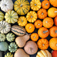 Colourful Pumpkin mixed seeds, best gift for him her mom dad teacher home decor birthday Halloween DIY organic gardening fruits vegetables