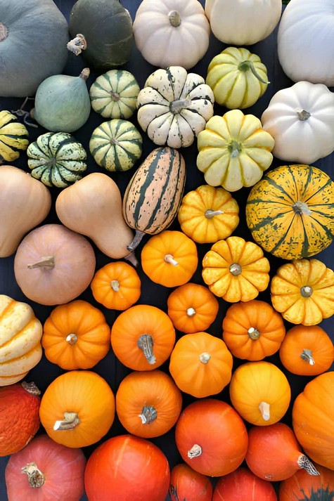 Colourful Pumpkin mixed seeds, best gift for him her mom dad teacher home decor birthday Halloween DIY organic gardening fruits vegetables