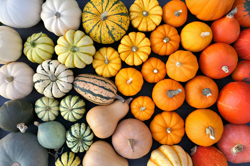 Colourful Pumpkin mixed seeds, best gift for him her mom dad teacher home decor birthday Halloween DIY organic gardening fruits vegetables