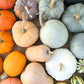Colourful Pumpkin mixed seeds, best gift for him her mom dad teacher home decor birthday Halloween DIY organic gardening fruits vegetables