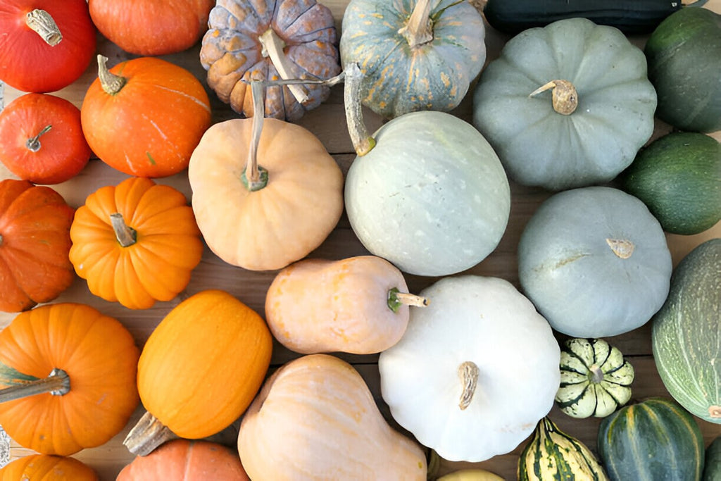 Colourful Pumpkin mixed seeds, best gift for him her mom dad teacher home decor birthday Halloween DIY organic gardening fruits vegetables