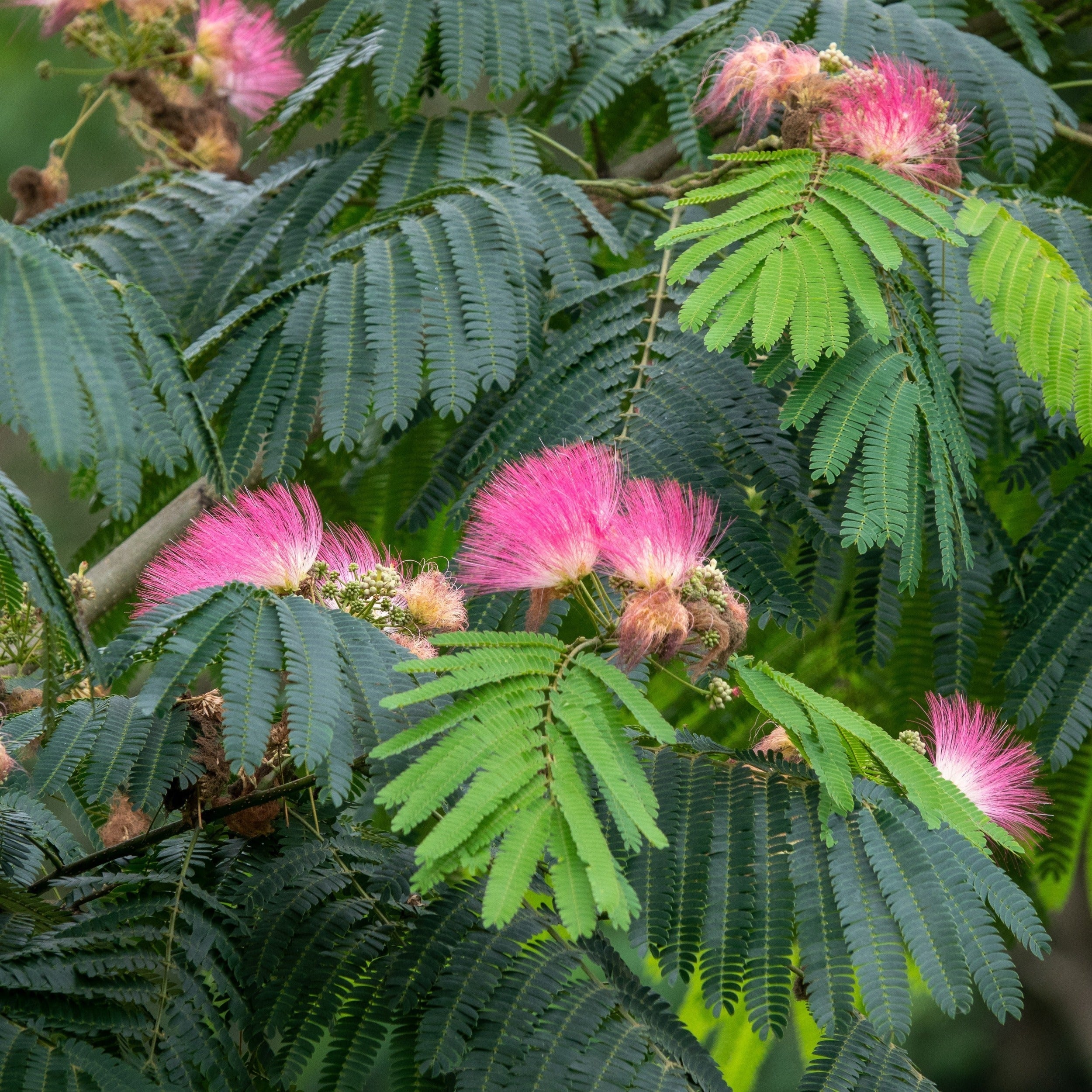 Persian Pink Silk Bonsai Tree Seeds: Sleeping Tree, Frost Hardy, Easy Care, Albizia julibrissin