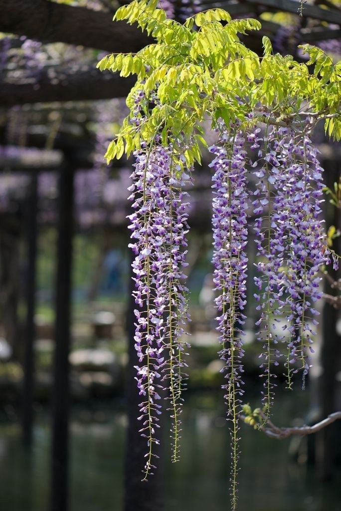 Purple Rain Wisteria Bonsai Tree seeds, home decor gift for him her mom dad teacher gardening DIY flowering plants perennial easy care