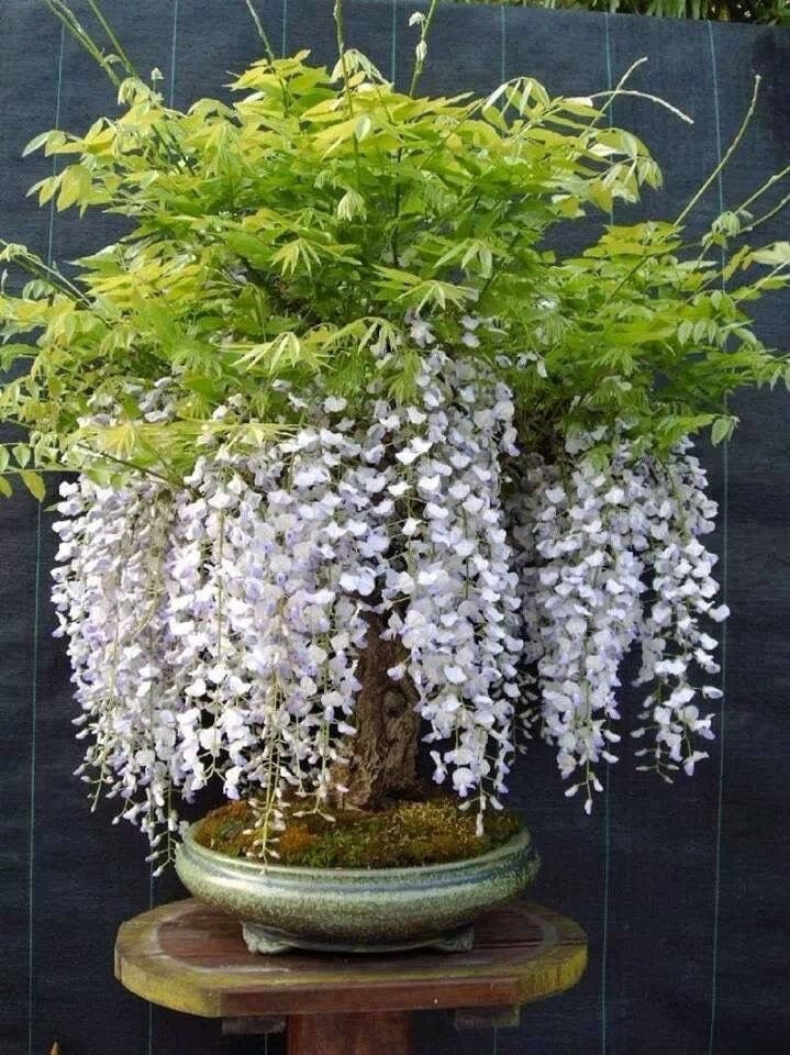Purple Rain Wisteria Bonsai Tree seeds, home decor gift for him her mom dad teacher gardening DIY flowering plants perennial easy care