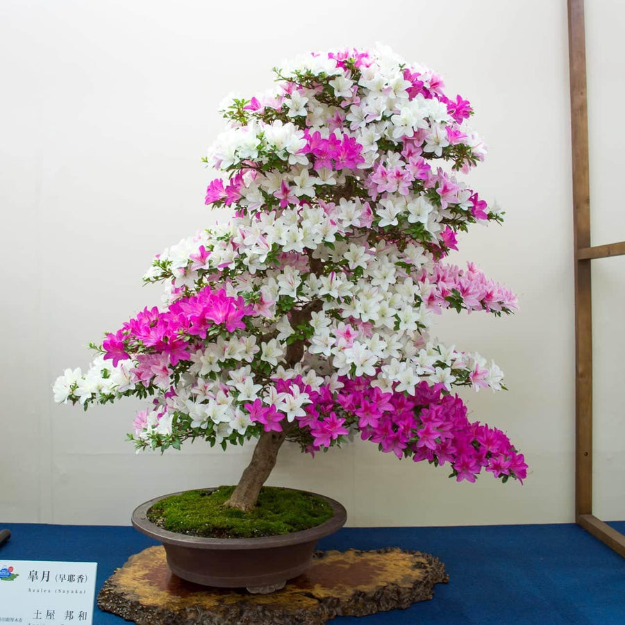 Pink White Azalea Bonsai Tree seeds, home decor gift for him her mom dad teacher gardening DIY birthday flowering yard house plant easy care