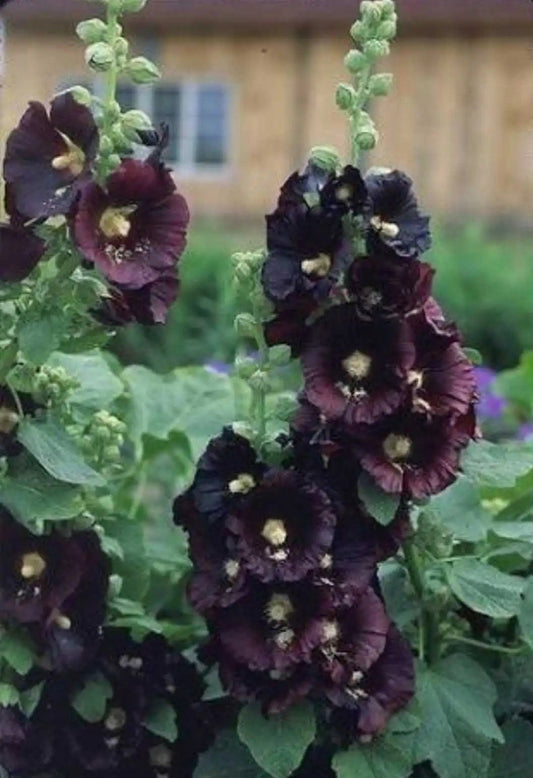 Black Hollyhock seeds, frost hardy perennial flowering plant gift for him her mom dad teacher home decor DIY birthday gardening Halloween