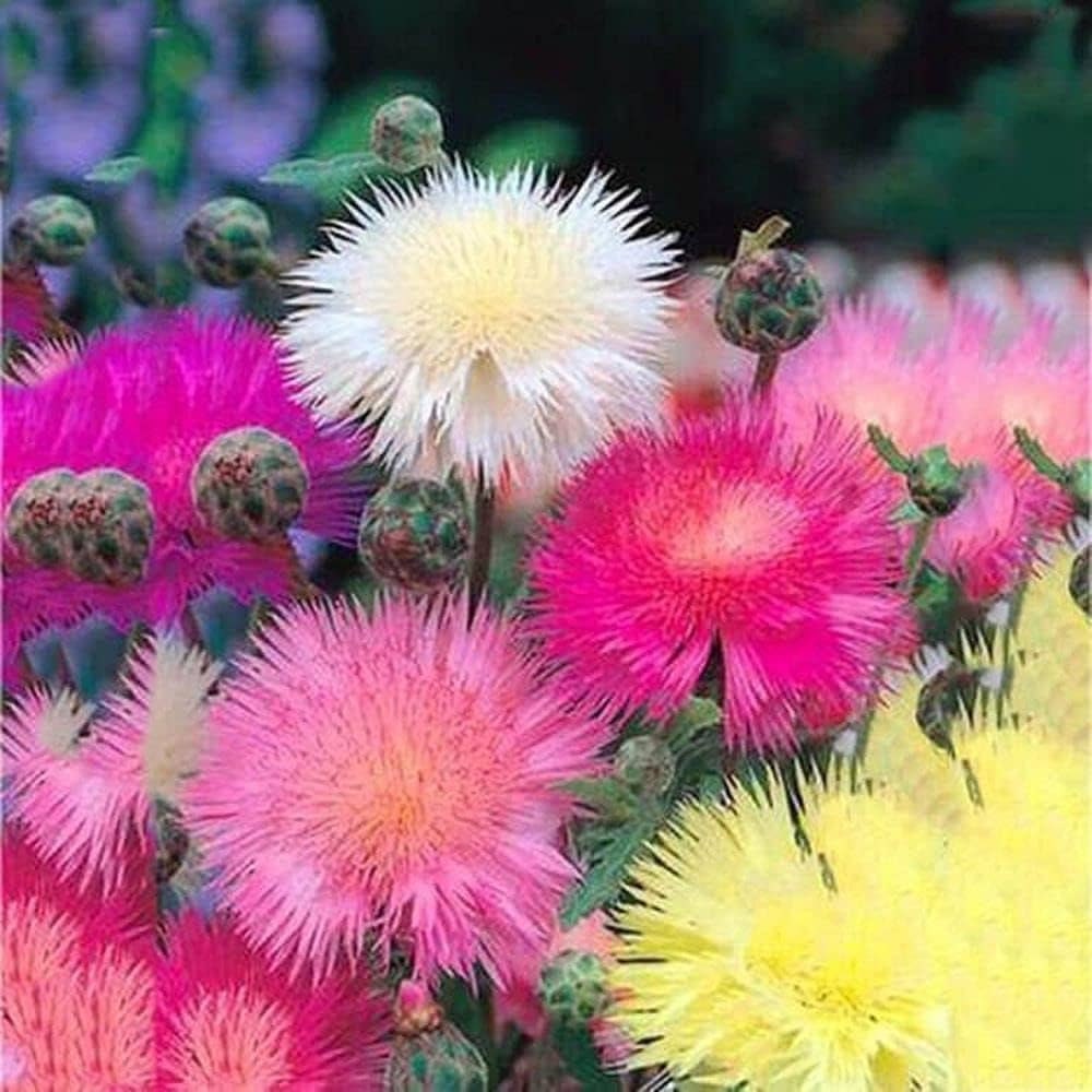 Colourful Sweet Sultan Flower seeds, best gift for him her mom dad teacher outdoor home decor birthday DIY flowering plant organic gardening