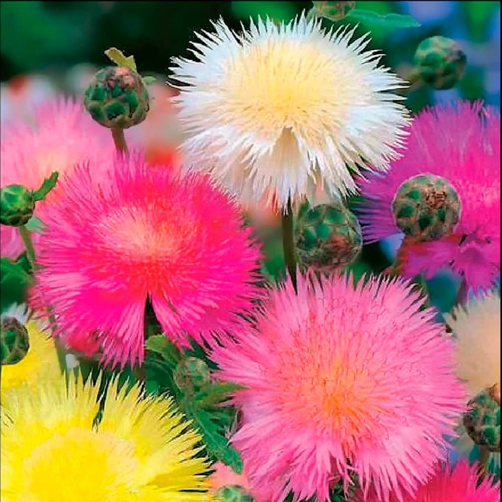 Colourful Sweet Sultan Flower seeds, best gift for him her mom dad teacher outdoor home decor birthday DIY flowering plant organic gardening