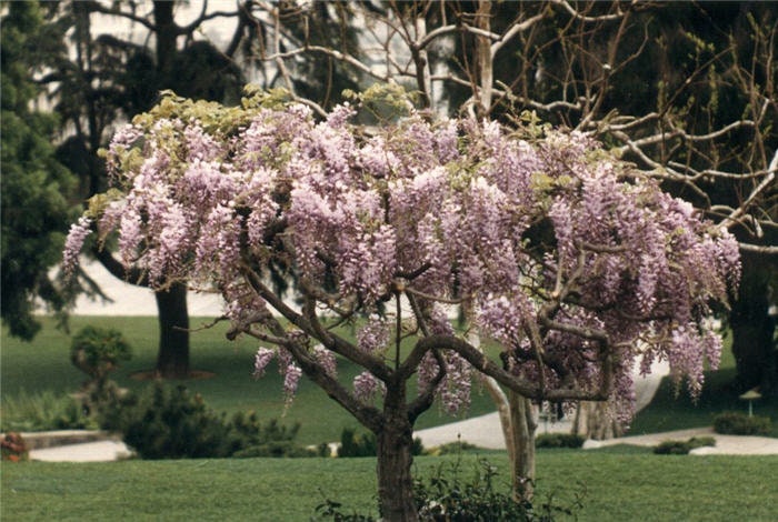 Pink Wisteria Bonsai Tree seeds, home decor gift for him her mom dad teacher gifts DIY house plants birthday gardening frost hardy perennial