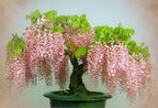 Japanese Pink Wisteria Bonsai Tree Seeds, best gift for teacher, Frost Hardy Perennial, with Simple Instructions, Easy to Grow