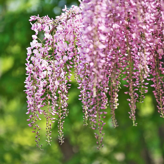 Pink Wisteria Bonsai Tree seeds, home decor gift for him her mom dad teacher gifts DIY house plants birthday gardening frost hardy perennial