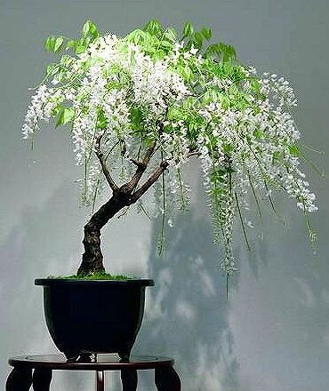 White Rain Wisteria Bonsai seeds best gift for him and her home decor teacher gifts for mom dad birthday organic gardening flowering plants