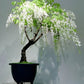 White Rain Wisteria Bonsai Tree seeds, best gift for him her mom dad teacher home decor birthday gardening flowering plants perennial