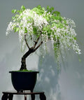 White Rain Wisteria Bonsai Tree seeds, best gift for him her mom dad teacher home decor birthday gardening flowering plants perennial