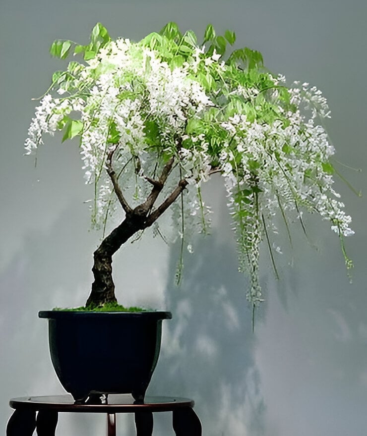 White Rain Wisteria Bonsai Tree seeds, best gift for him her mom dad teacher home decor birthday gardening flowering plants perennial