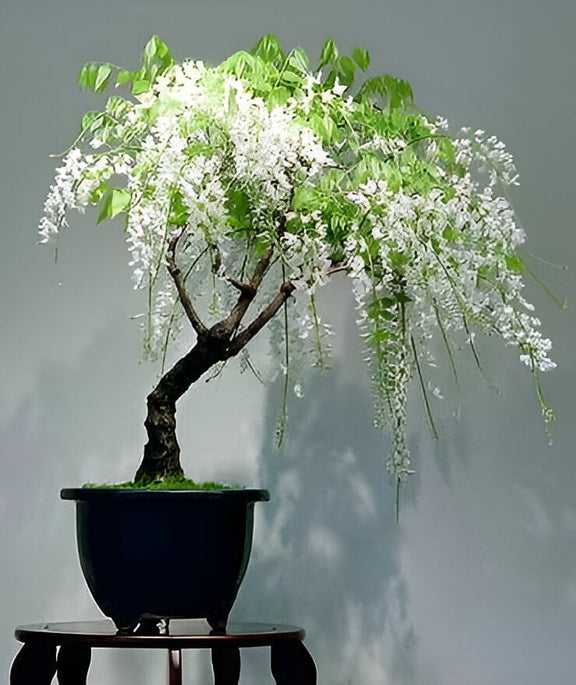 White Rain Wisteria Bonsai Tree seeds, best gift for him her mom dad teacher home decor birthday gardening flowering plants perennial